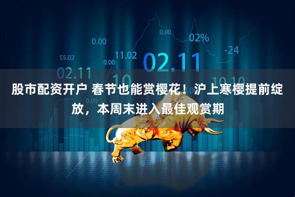 股市配资开户 春节也能赏樱花！沪上寒樱提前绽放，本周末进入最佳观赏期